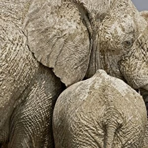 African Elephant - Portrait of a mother and young at rest - Etosha National Park - Namibia - Africa