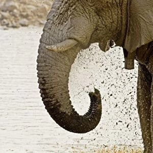 African Elephant - Portrait whilst spraying mud - Etosha National Park - Namibia - Africa
