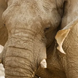 African Elephant - Side Profile Portrait - Etosha National Park - Namibia - Africa African Elephant - Side Profile Portrait - Etosha National Park - Namibia - Africa