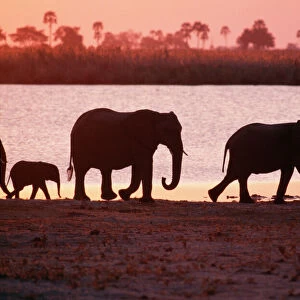 African Elephant PS 8079 Sunset, Botswana, Africa. © Peter Steyn / ardea. com