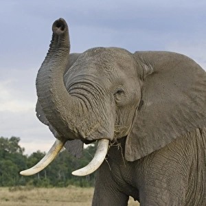 African Elephant - with raised trunk - Masai Mara Triangle - Kenya