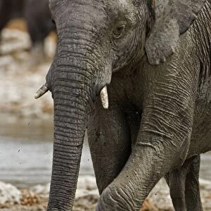African Elephant - rubbing its front legs - Etosha National Park - Namibia - Africa