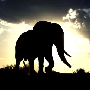 African Elephant - silhouetted against sunset. Africa African Elephant - silhouetted against sunset. Africa