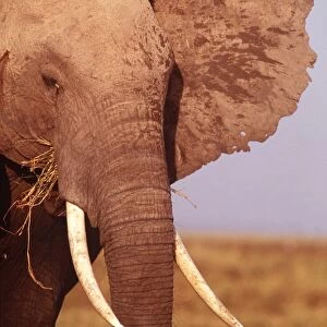 AFRICAN ELEPHANT - Single Bull showing tusks
