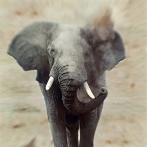 African Elephant - single, charging, head-on
