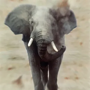 African Elephant - single, charging, head-on African Elephant - single, charging, head-on