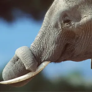 AFRICAN ELEPHANT - single, close-up of trunk AFRICAN ELEPHANT - single, close-up of trunk