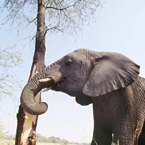 African Elephant - stripping bark Botswana, Africa