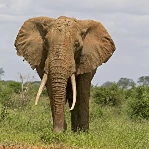 African Elephant - Tsavo East National Park Kenya