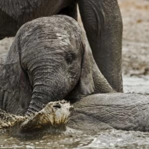 African Elephant - youngster playing in water pool - Etosha National Park - Namibia - Africa