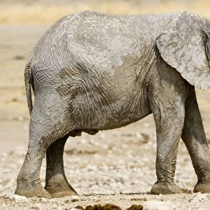 African Elephant - youngster resting in the mid day sun - Etosha National Park - Namibia - Africa