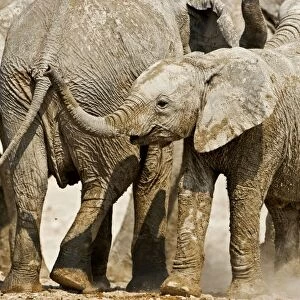 African Elephant - youngster on the move in the midst of a family group - Etosha National Park - Namibia - Africa