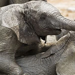 African Elephants - Juveniles playing / mud bathing - Etosha National Park - Namibia - Africa