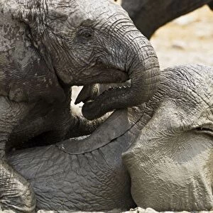 African Elephants - Juveniles playing / mud bathing - Etosha National Park - Namibia - Africa