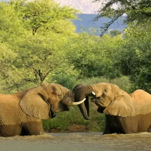 African Elephants playing two individuals fighting playfully in a river Namibia, Africa African Elephants playing two individuals fighting playfully in a river Namibia, Africa