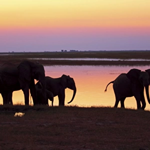 African elephants at sunset, Chobe national park, Botswana