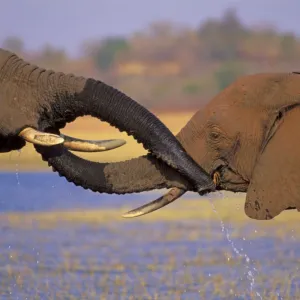 African Elephants TOM 586 Greeting one another by putting trunks in or to each others mouth. Loxodonta africana © Tom & Pat Leeson / ardea. com