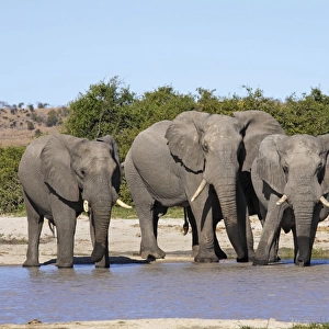 African Elephants at waterhole, Savuti, Botswana