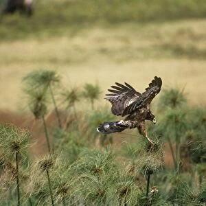 African Harrier-hawk - Immatue coming in to land