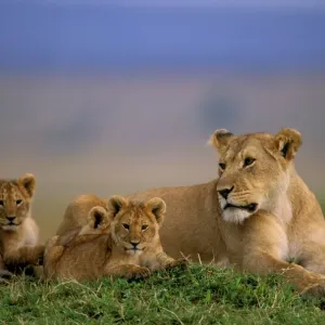 African Lion - Adult and young - Maasai Mara National Reserve - Kenya - Africa JFL02232 African Lion - Adult and young - Maasai Mara National Reserve - Kenya - Africa JFL02232