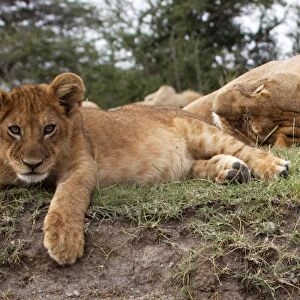 African Lion - cub lying down alert whilst adults are resting - Ndutu area between Serengeti and Ngorongoro - Tanzania