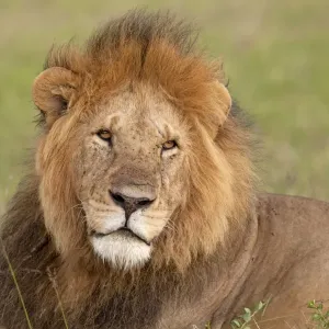 African Lion - male - Masai Mara Game Reserve - Kenya African Lion - male - Masai Mara Game Reserve - Kenya
