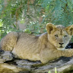 African Lion (Panthera leo) African Lion (Panthera leo)