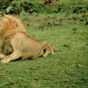 African Lion - Single male roaring with cub biting rump