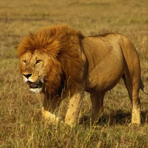 African Lion - Stalking - Maasai Mara National Reserve - Kenya - Africa JFL06612