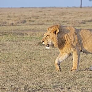 African Lion - Walking on savannah plains (Note belly after feeding) North Mara Reserve Kenya Africa