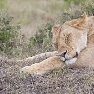 African Lioness - Sleeping - North Mara Reserve Kenya