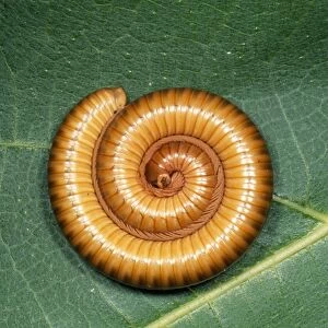 African Oive Millipede