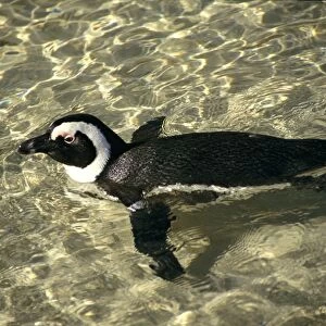 African Penguin - swimming