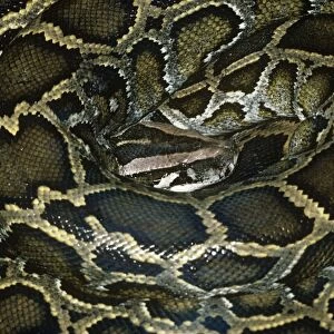 African Rock Python - coiled up