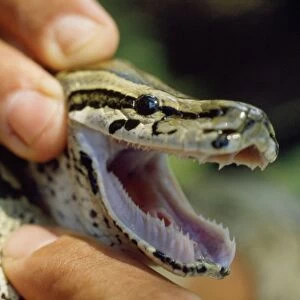 African Rock Python - showing teeth