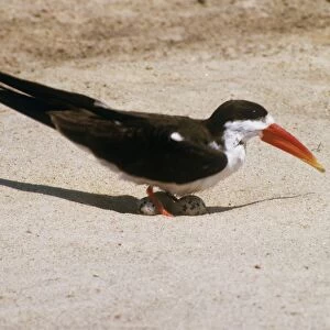 African Skimmer - with eggs