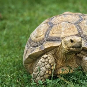 African Spurred Tortoise - on grass