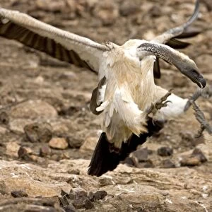 African White-Backed Vulture - Fighting at feeding site. Central Namibia, Africa