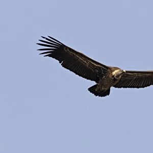 African White-backed Vulture. Simien Mountains - Ethiopia