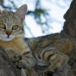 African Wild Cat - Kitten sheltering in camelthorn during heat of day. Predator of rodents and other small mammals, birds, amphibians, reptiles and invertebrates. Widespread. Kgalagadi Transfrontier Park