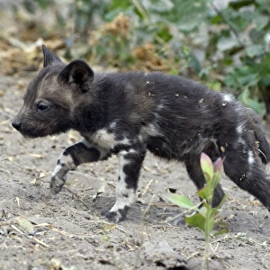 African Wild Dog - 5 week old pup - Northern Botswana - Africa - *Endangered Species - *Digitally removed small twig in foreground