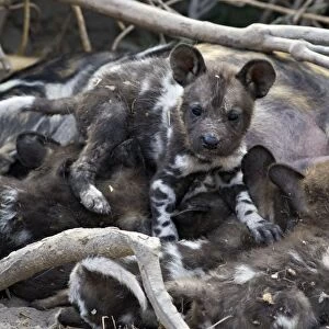 African Wild Dog - 5 week old pup (s) - Northern Botswana - Africa - *Endangered Species