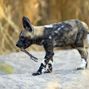 African Wild Dog - 6-8 week old pup(s) - Okavango Delta - Botswana