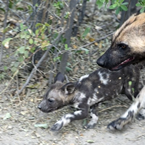 African Wild Dog - Adult with 6 week old pup(s) - Northern Botswana - Africa - *Endangered species - *Digitally removed twig in foreground