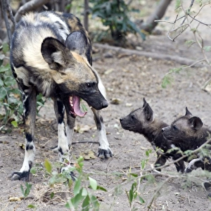 African Wild Dog - Adult with hungry 6 week old pups - Northern Botswana - Africa - *Endangered species
