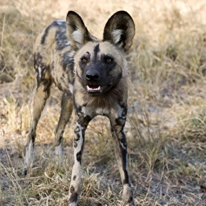 African Wild Dog - Northern Botswana