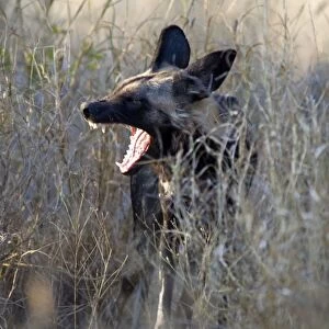 African Wild Dog - Okavango Delta - Botswana