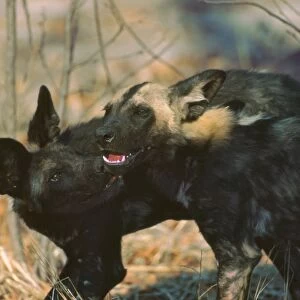 African Wild Dogs - Wild dog pup licks the blood off the jaws of a yearling who has come back to densite from a kill Moremi, Botswana, Africa
