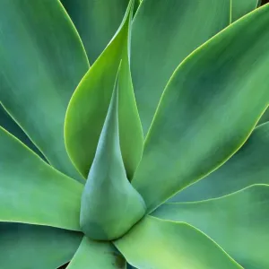 Agave Leaves - Central America JPF36940 Agave Leaves - Central America JPF36940