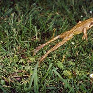 Agile Frog - The hind legs are unusually long which allow this species to jump up to two meters in distance